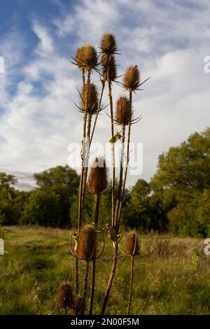 Teasel Dipsacus fullonum vor einem grünen, verschwommenen Hintergrund, Dipsacus Fullonum - eine robuste Zweijahrespflanze. Die Pflanzen haben Stiele, stachelig, klebrig Stockfoto