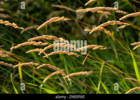 Schöne, weiche, fokussierte Gräser und Anfälle an einem wunderschönen sonnigen Tag. Stachelblüten wilde Wiesenpflanzen. Süßes Vernalgras Anthoxanthum odoratum und c Stockfoto