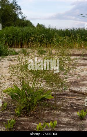 Blüten der europäischen Wasserplantaine, Alisma plantago aquatica, Stockfoto