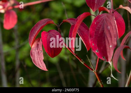 Ein mittelgroßer Laubstrauch mit den wohl intensivsten Winterstämmen von ganz Cornus. Stockfoto