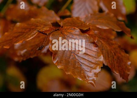 Herbst im Wald. Die gelbe Hainbuche lässt Nahaufnahme auf einem wunderschön unscharfen Hintergrund mit Bokeh. Stockfoto