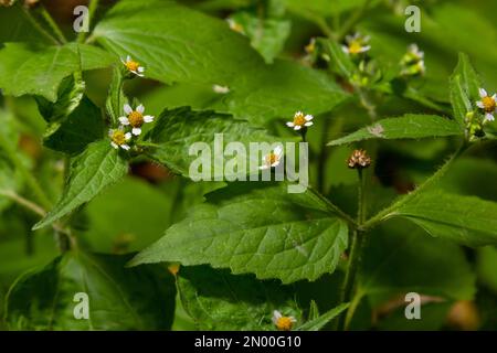 Nahaufnahme Galinsoga quadriradiata ist eine blühende Pflanzensorte der Familie Asteraceae, die unter mehreren gebräuchlichen Namen bekannt ist, einschließlich Shag Stockfoto