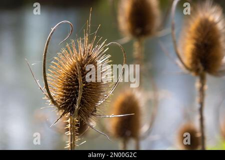 Teasel Dipsacus fullonum vor einem grünen, verschwommenen Hintergrund, Dipsacus Fullonum - eine robuste Zweijahrespflanze. Die Pflanzen haben Stiele, stachelig, klebrig Stockfoto