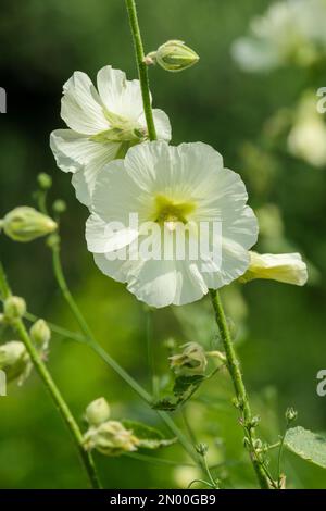 Alcea rugosa, Althaea rugosostellulata, russische Hollyhock-Bienniale, trichterförmige Primrosenblüten Stockfoto