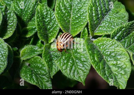 Colorado potato Gestreifte Käfer - Leptinotarsa Decemlineata ist eine schwere Pest von Kartoffeln Pflanzen. Stockfoto