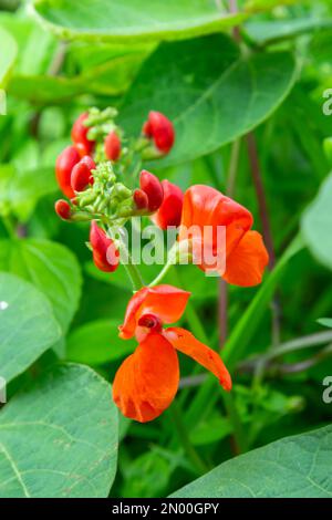 Wunderschöne Blumen von Runner Bean Plant Phaseolus coccineus, die im Garten wachsen. Stockfoto