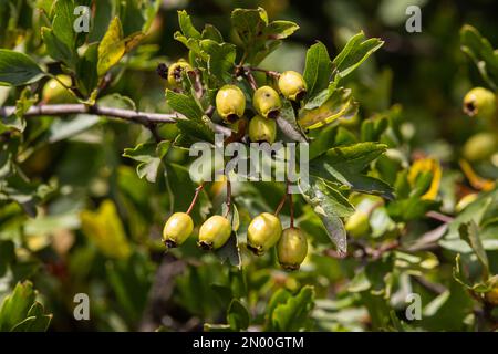 Wiesdorn oder Crataegus monogyna, auch bekannt als Maythorn, Whitethorn, Quickthorn, Motherdie. Stockfoto