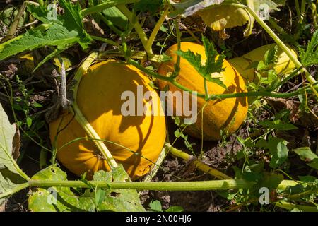 Buttercup-Kürbis - grüner süßer Kürbis im Garten, Bauernhof. Kürbis pflanzt den Garten. Stockfoto