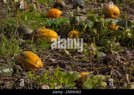 Buttercup-Kürbis - grüner süßer Kürbis im Garten, Bauernhof. Kürbis pflanzt den Garten. Stockfoto
