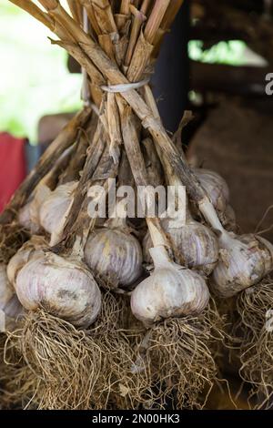 Ernte. Knoblauchbüschen werden in einer Scheune im Dorf getrocknet. Stockfoto