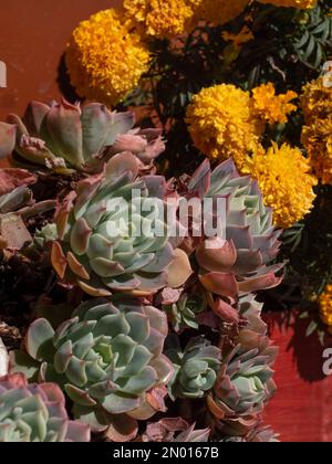 Sukkulente echeveria-Pflanze und Ringelblume im Hintergrund. Stockfoto