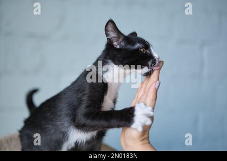 Süße Tabby-Katze, die aus der Hand eines Freiwilligen im Heim isst. Kiew, Ukraine. Hochwertiges Foto Stockfoto