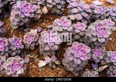 Graptopetalum paraguayense Sukulente Pflanze mit gemeinsamen Namen Perlmutt-Pflanze und Geisterpflanze Stockfoto