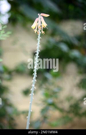 Infloreszenz von Aloe Vera in Blüte : (Pix Sanjiv Shukla) Stockfoto