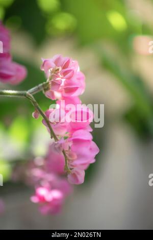 Nahaufnahme von „Antigonon Leptopus“ kleinen rosa Blumen, allgemein bekannt als Korallenrebe oder Kranz der Königin. Das sind weinende und herzförmige Blätter. Stockfoto