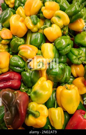 Eine Nahaufnahme verschiedener Paprika in Grün, Gelb und Rot nahe beieinander Stockfoto