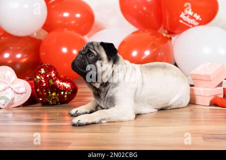 Am Valentinstag sitzt ein süßer Kuschel unter den Herzen. Haustiere, Hunde und ihre Ferien Stockfoto