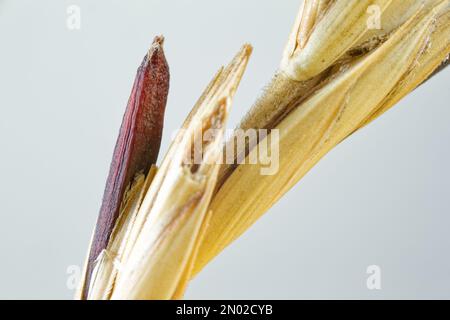 Mutterkornpilz (Claviceps purpurea), der auf Wildgras wächst Stockfoto