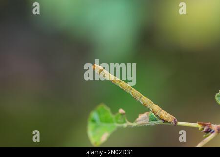 Birkenmocha-Larven (Cyclophora albipunctata) Stockfoto