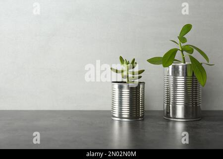 Schöne Zimmerpflanzen in Blechdosen auf grauem Steintisch, Platz für Text Stockfoto