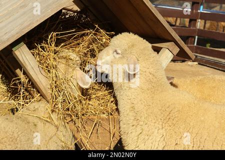 Süße, lustige Schafe, die Heu auf dem Bauernhof essen. Tierhaltung Stockfoto