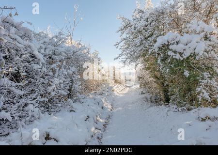 Schneebedeckte Hügel und Winterszenen auf Cleeve Hill, Gloucestershire Stockfoto