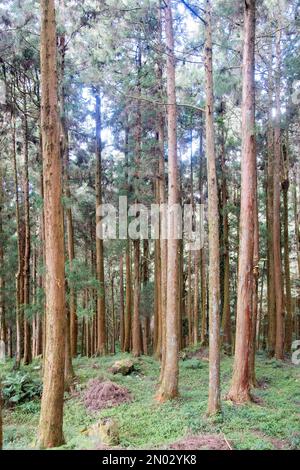 Grüner natürlicher Zypressenwald im Alishan-Nationalpark in Taiwan. Stockfoto