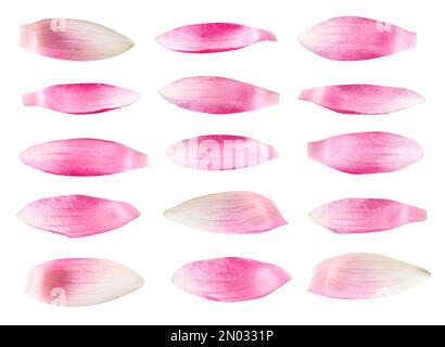 Set mit wunderschönen rosa Lotusblütenblättern auf weißem Hintergrund Stockfoto