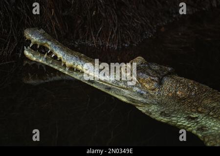 Afrikanisches schlankes Krokodil - Mecistops cataphractus, Potrait des Krokodils aus afrikanischen Flüssen und Seen, Tansania. Stockfoto