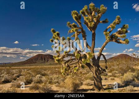 Joshua Tree in Cinder Cone Lava Betten Bereich gesehen von Aikens Mine Road in Mojave National Preserve, Kalifornien, USA Stockfoto