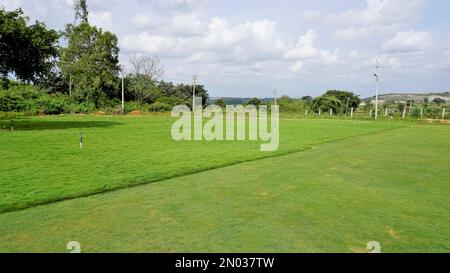 Ausgewachsener Rasen bereit für die Kultivierung. Anbaugebiet in den Außenbezirken von Bangalore. Üppiges immergrünes Gras von Cynodon dactylon, auch bekannt als Bermuda, Krabben usw. Stockfoto