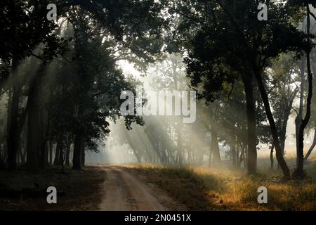 Morgensonnenstrahlen durchbrechen die Bäume, über einer Schotterstraße im Kanha Forest. Kanha-Nationalpark, Madya Pradesh, Indien Stockfoto