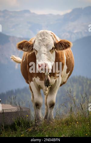 Nahaufnahme des Fleckvieh-Kuhs in Osterreich. Vertikale Hausrinder mit Berghintergrund in Europa. Stockfoto