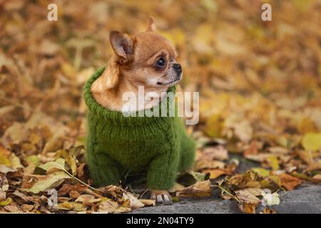 Der einsame kleine chihuahua Hund trägt einen grünen Strickpullover und sitzt in der kalten Herbstsaison in der Natur zwischen gelben Blättern. Stockfoto