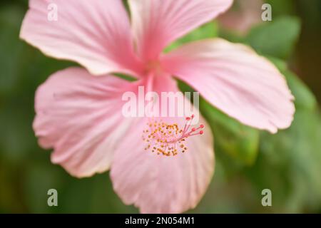 Hibiskusblüte oder Chinesische Rose blüht im Garten am Sommertag Stockfoto