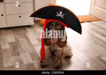 Süßer englischer Cocker Spaniel mit Piratenhut zu Hause. Halloween-Kostüm für Haustier Stockfoto