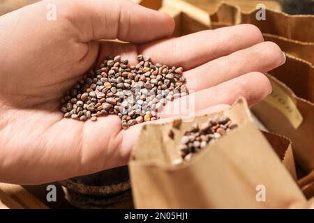 Eine Frau, die einen Haufen Rettichsamen in der Hand hält, Nahaufnahme. Gemüsepflanzen Stockfoto