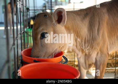 Hübsches kleines Kalb, das aus dem Eimer auf der Farm isst, Nahaufnahme. Tierhaltung Stockfoto