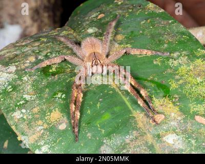 Die hochgiftige brasilianische Wanderspinne (Phoneutria fera) auf einem Blatt im Regenwald, Provinz Orellana, Ecuador Stockfoto