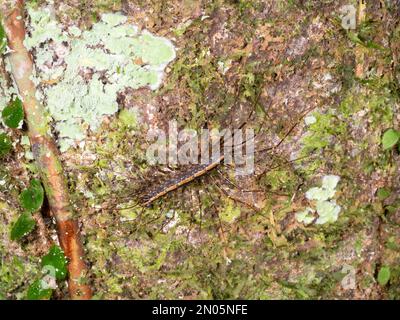 Haus Centipede (Scutigera sp.) In der Wildnis auf einem Regenwaldstamm, Provinz Orellana, Ecuador Stockfoto