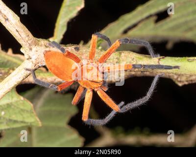 Huntsman Spider (Sadala sp. Sparassidae), nachts im Regenwald, Provinz Orellana, Ecuador Stockfoto