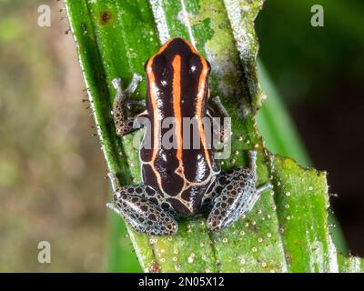Retikulierter Giftfrosch (Ranitomeya ventrimaculata) auf einem Blatt in der Regenwalduntergeschichte, Provinz Orellana, Ecuador