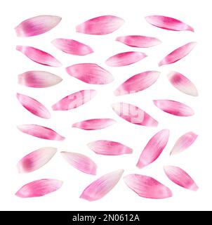 Set mit wunderschönen rosa Lotusblütenblättern auf weißem Hintergrund Stockfoto