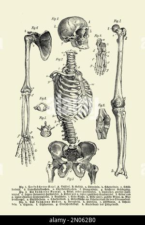 Vintage Illustration der Anatomie, menschliche komplette knochenskelettstruktur mit deutschen anatomischen Beschreibungen Stockfoto