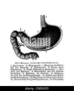 Vintage Illustration der Anatomie, menschlicher Magen mit deutschen Beschreibungen Stockfoto