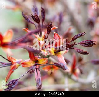 Zarte, hübsche Zweige mit blühenden Blütenknospen im Frühling. Stockfoto