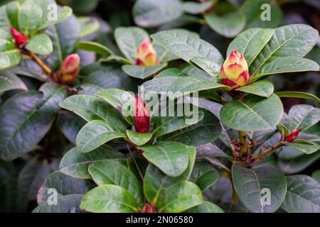 Im Frühling blühende Rhododendron-Büsche mit leuchtenden Blütenknospen. Stockfoto