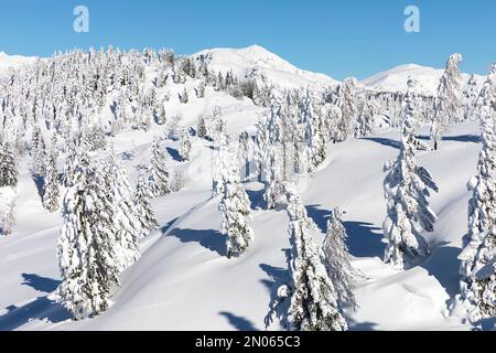 Wunderschöne Landschaft nach starkem Schneefall auf der velika planina Alpweide märchenhafte Winterlandschaft, verschneite Bäume, minimalistische Landschaft, Stockfoto