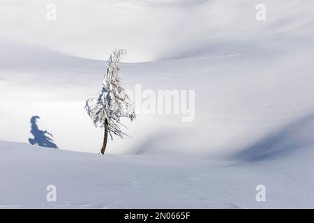 Wunderschöne Fichte bedeckt mit frischem Schnee an idyllischen sonnigen Wintertagen auf der malerischen Hochalpenweide Velika Planina, Slowenien Stockfoto