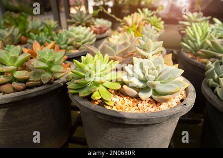 Hauspflanzensammlung. Sukkulent und Kaktus in verschiedenen Töpfen mit Sonnenlicht. Stockfoto